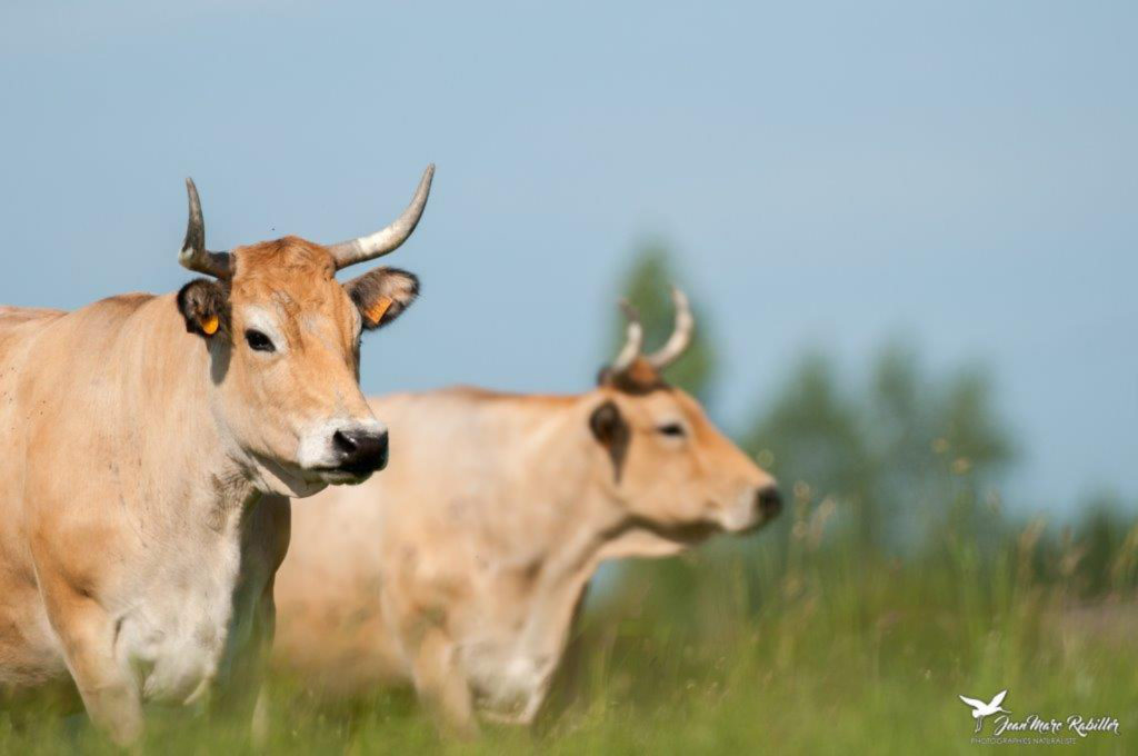 Alauda vache GAEC la barge au Querruy Sellier