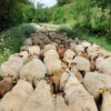 Fête de la transhumance