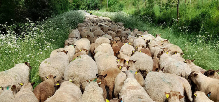 Transhumance - Agneau des coteaux