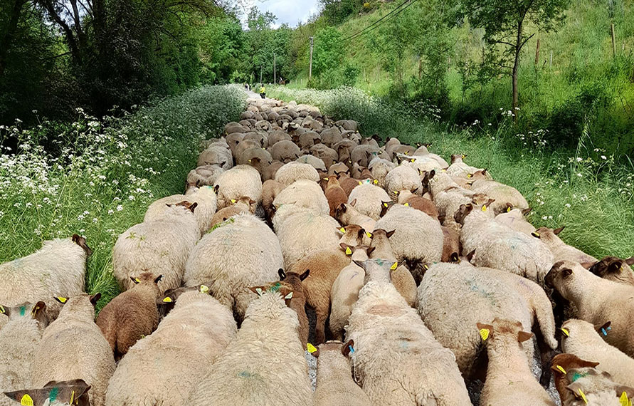 Transhumance - Agneau des coteaux